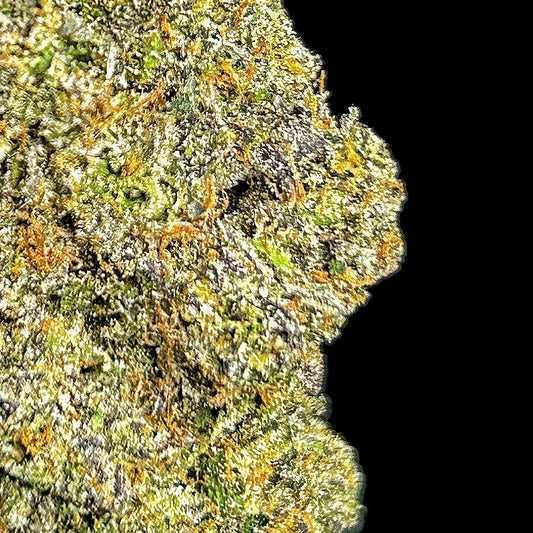 Noir Tsunami Wholesale