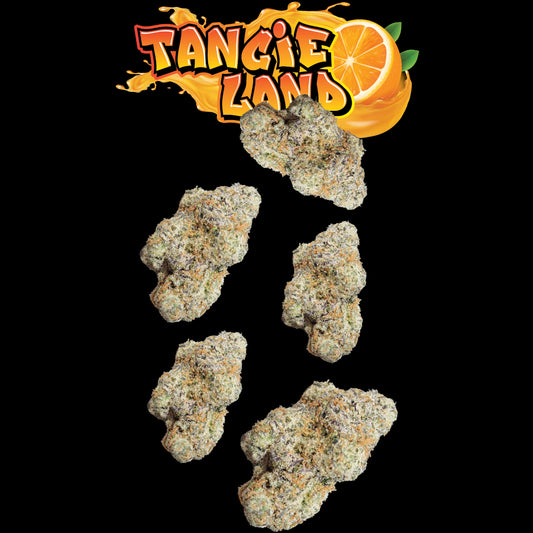 Tangie Land